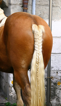 la queue tress&eacute;e d'un &eacute;talon