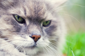 Portrait of a gray fluffy cat close up