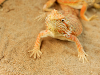 Pogona or Bearded dragon on sand