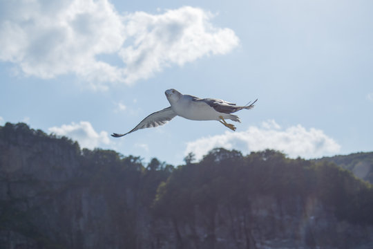 羽ばたく鳥 Photos Royalty Free Images Graphics Vectors Videos Adobe Stock 羽ばたく鳥 Photos Royalty Free Images Graphics Vectors Videos Adobe Stock