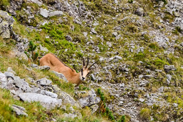 Chamois in the mountains rock