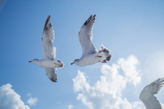 羽ばたく鳥 Stock Photos And Royalty Free Images Vectors And Illustrations Adobe Stock 羽ばたく鳥 Stock Photos And Royalty Free Images Vectors And Illustrations Adobe Stock
