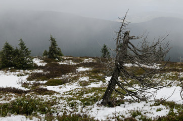 Winter with snow in Jeseniky, Czech Republic