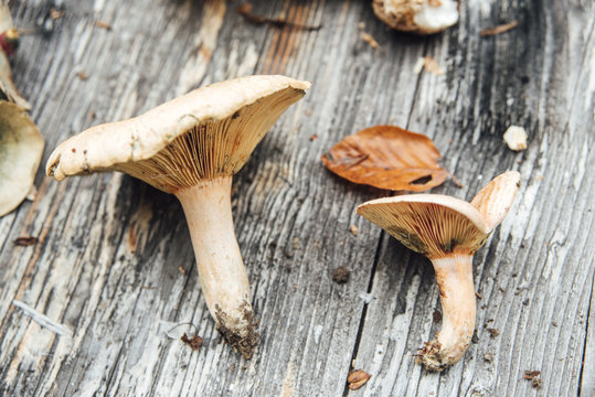Food: edible wild mushroom, lactarius deliciousus