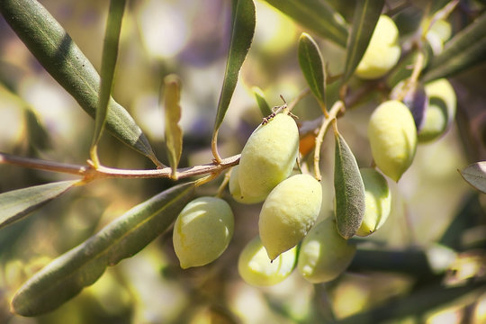 ripe green olives, grades syrian