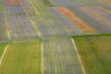 Obraz premium Fields in the Sibellini Mountains in Italy