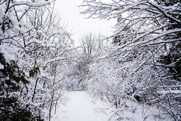 Fototapeta na wymiar canadian forest in winter