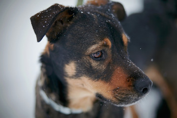 Portrait of not purebred dog