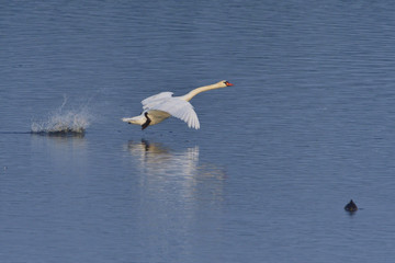 Höckerschwan beim start