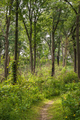 Fototapeta na wymiar Path in the Woods