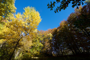 Autumn in the Pyrenees