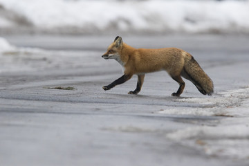 Red fox in winter