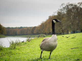 Canada Goose