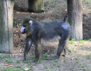 mandrill (Mandrillus sphinx)