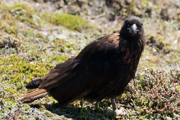 Striated Caracara on the Falkland Islands