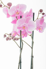 Pink Flowers, isolated, vertical image