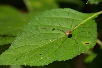 Daddy Long Leg