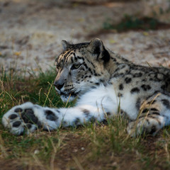 Fototapeta premium Lying snow leopard in summer day