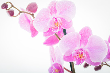 Fototapeta na wymiar Pink Flowers isolated