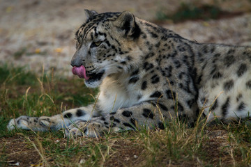 Lying snow leopard in summer day