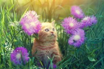 Cute little red kitten walks on the floral lawn