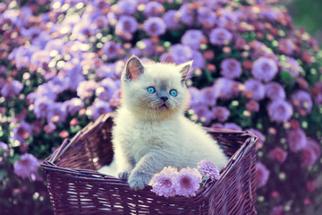 Cute little kitten in a basket in a garden near violet daisy flowers