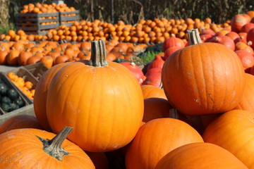pumpkin, pumpkin's farm, farm, halloween, colors, beautiful, lovely fall, 