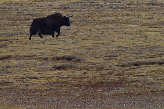Wild yak in landscape