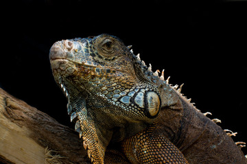 Close up photo green iguana in terrarium watching me
