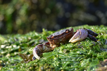 Stranded Crab