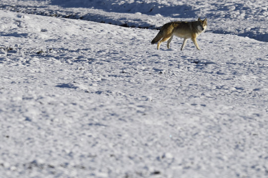Tibetan wolf in snow landscape