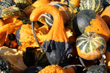 pumpkin, pumpkin's farm, farm, halloween, colors, beautiful, lovely fall, 
