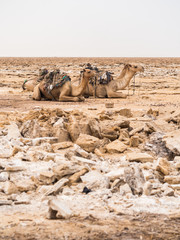 Dromedary camels jused to transport salt in the Danakil Depression,  Ethiopia.