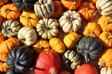 pumpkin, pumpkin's farm, farm, halloween, colors, beautiful, lovely fall, 