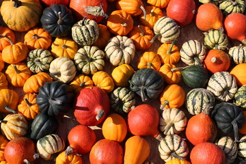 pumpkin, pumpkin's farm, farm, halloween, colors, beautiful, lovely fall, 