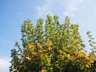 maple on blue sky background

