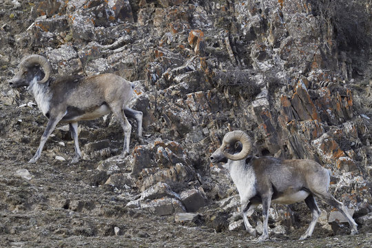 Mountain sheep in rocky landscape