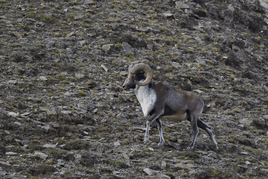 Mountain sheep in rocky landscape