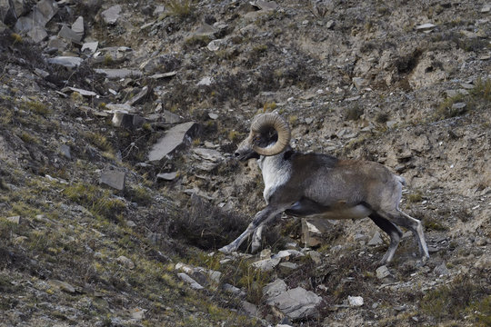 Mountain sheep in rocky landscape