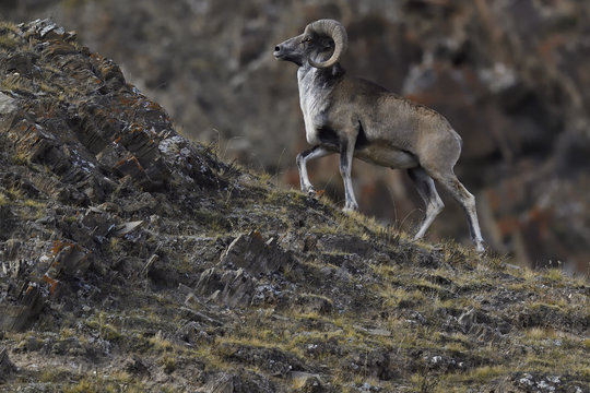 Mountain sheep in rocky landscape