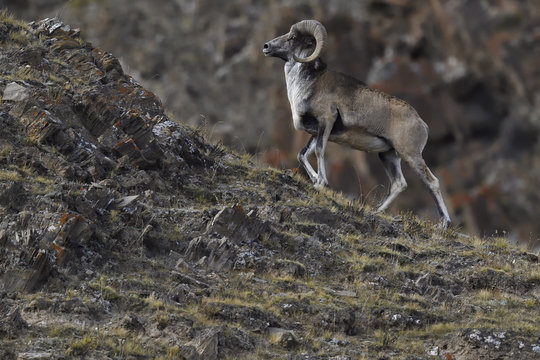 Mountain sheep in rocky landscape