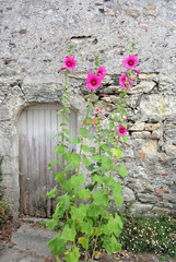 Fototapeta na wymiar roses trémières, île de Noirmoutier