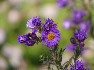 Obraz premium fleur001