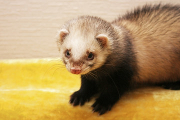 Fototapeta na wymiar Cute ferret sitting on the yellow blanket , close-up portrait