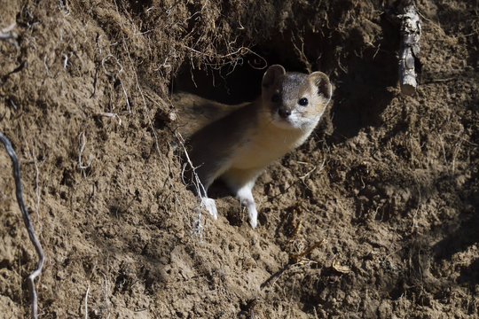 Mountain weasel looking out from a hole in the ground
