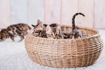 bengal cats babys leopard kitten