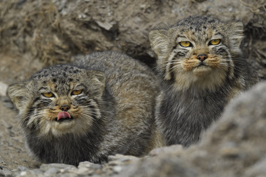 Manul cats in a mountain landscape