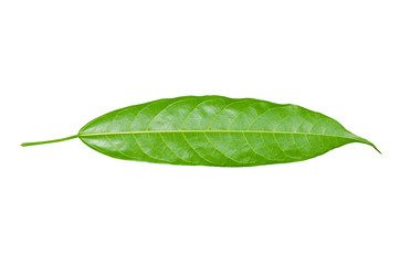 Fototapeta premium under a green leaves isolated on white.