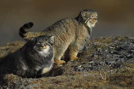 Manul cats in a mountain landscape