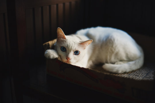 Cat in the box